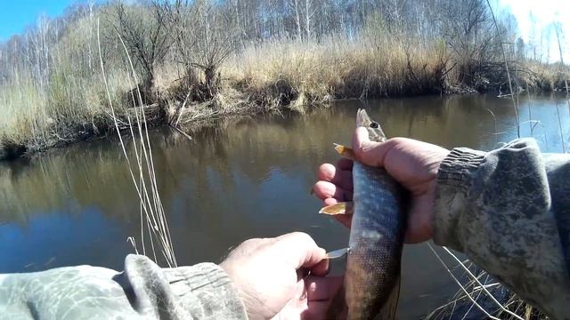 Щука и язь на ультралайт  на микроречке . Спиннинг ULTRA LIGHT PRO 1-9гр от Серебряного Ручья.
