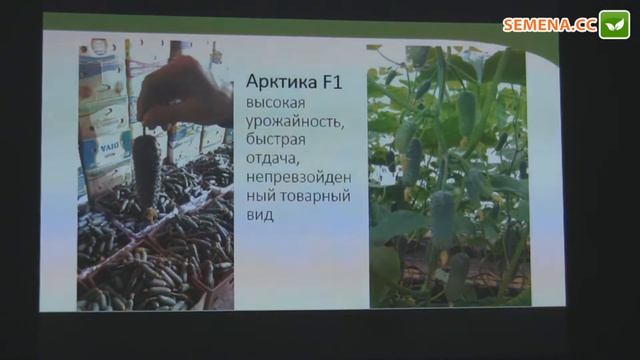 Арктика F1 огірок NongWoo Bio семінар 15.11.2016 смотреть онлайн