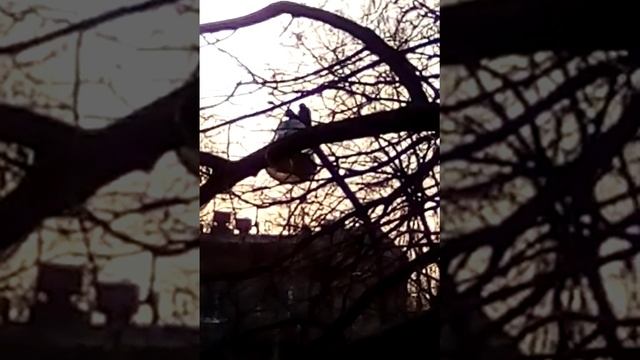Дятел в 5 утра стучится в столб. Спать не дает. смотреть онлайн