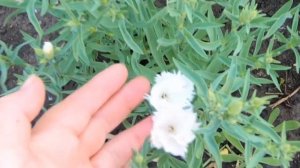 Китайская гвоздика. От посева до цветения и подготовки к зиме. Секреты посева, удобрения и ухода.