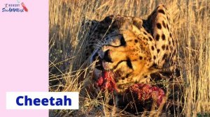 Herbivores, Carnivores and Omnivores | What Animals Eat | Types of Animals | Science Lesson for Kid