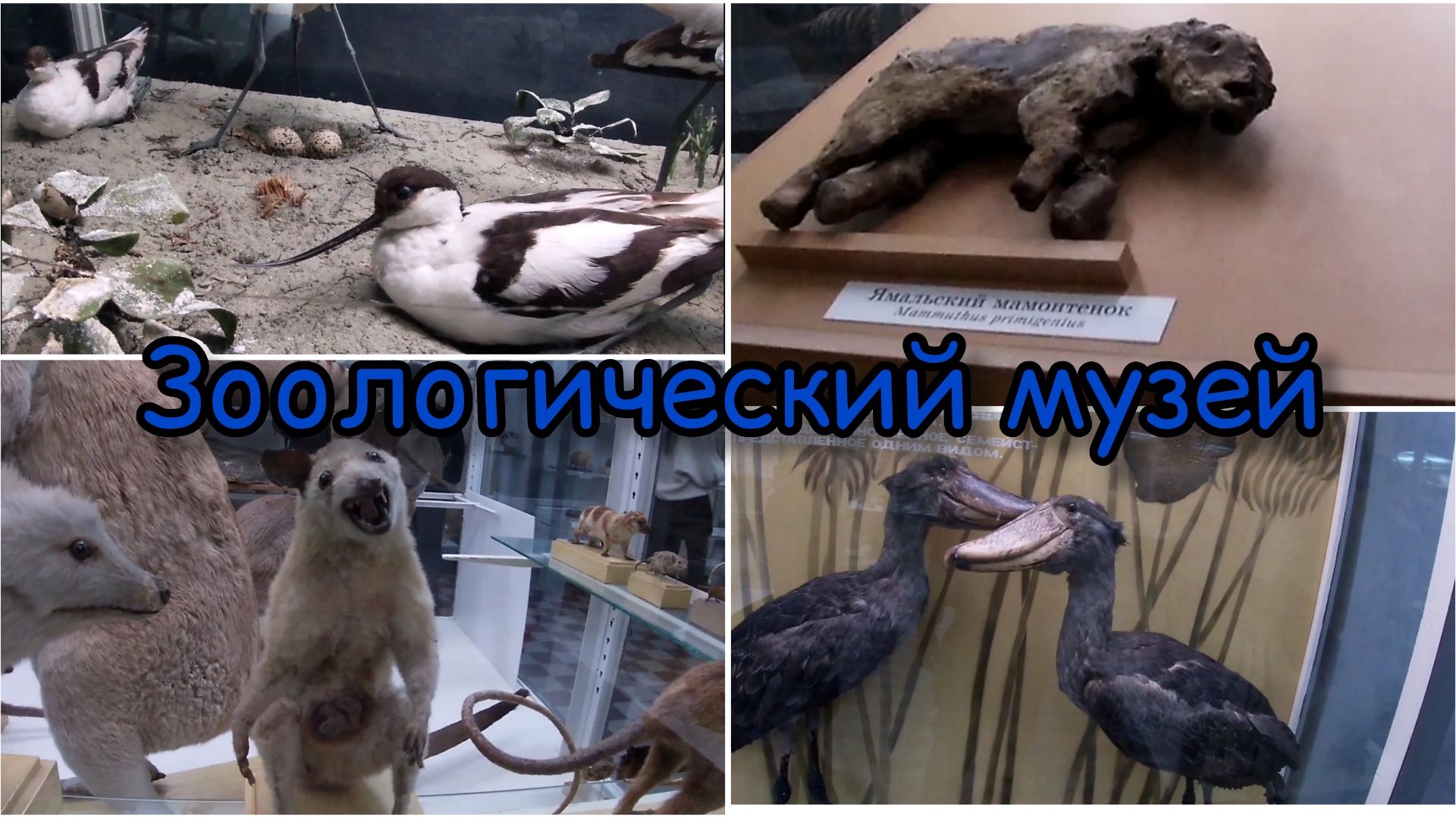 Зоологический музей в Санкт-Петербурге часть вторая смотреть онлайн