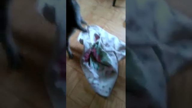 КОТЕНКА ПИТБУЛЬ смотреть онлайн