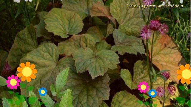 Гейхера гибридная Браунис. Краткий обзор, описание характеристик heuchera Brownies смотреть онлайн