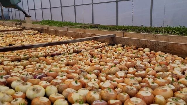 Лук на перо зимой в теплице. Бизнес на миллион. смотреть онлайн