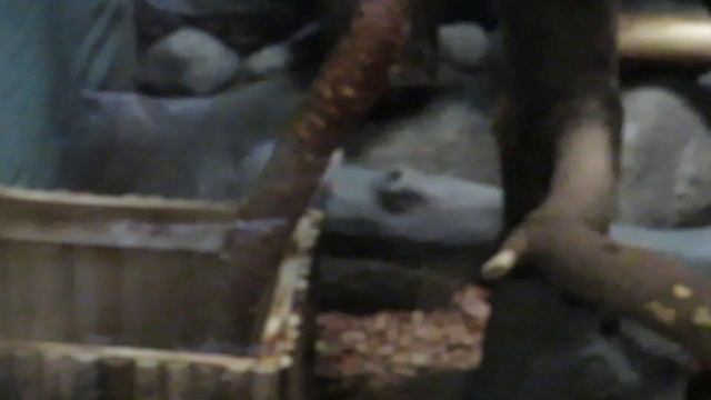 Серебристые игрунки 07.11.2019 смотреть онлайн