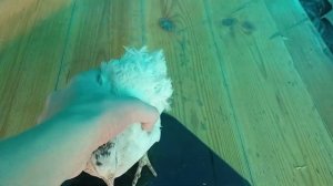 Описание пород перепелов. Какую породу выбрать?