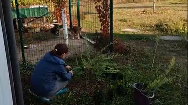 Ива Хакуро Нишике- осенняя обрезка куста смотреть онлайн