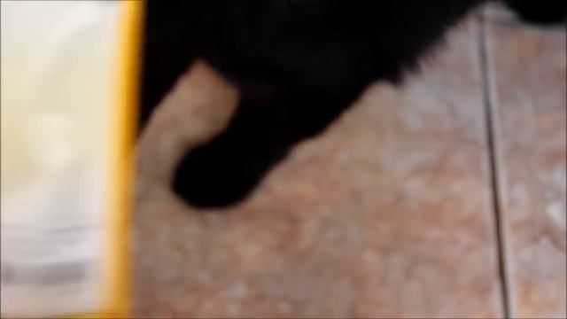 Все что нужно для появления котенка в доме:) смотреть онлайн