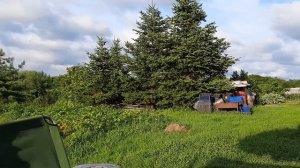 клубника Мальвина самый поздний сорт