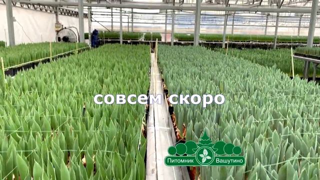 Секрет выгонки качественных тюльпанов смотреть онлайн