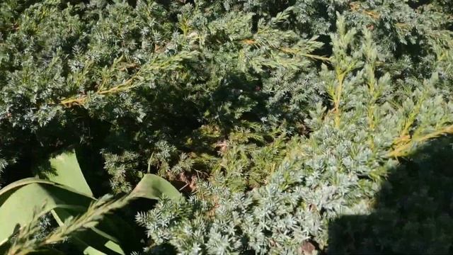 Садовый влог) Весна, Самый медовый аромат в моей коллекции. Что цветет) смотреть онлайн