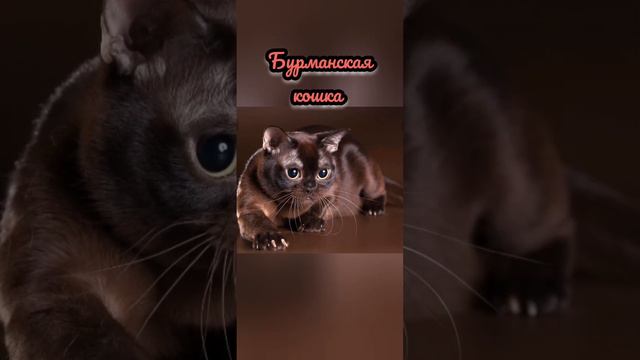 ТОП 5 САМЫХ ДОБРЫХ ДОМАШНИХ КОШЕК _Читать описание_ •| Уход и содержание |• #рекомендации смотреть онлайн