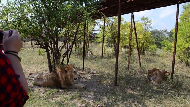 Сафари ...Стерва ,Малыш и гостья из Самары ! Тайган .КРЫМ смотреть онлайн