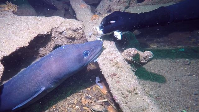 Plongée su l'épave du Swansea Vale смотреть онлайн