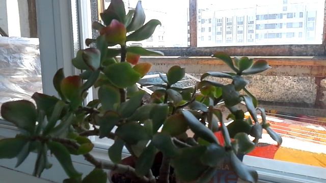 Денежное дерево смотреть онлайн