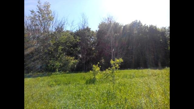 приключения кладоискателя смотреть онлайн