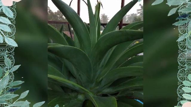 Croton Plants and Money plants at my Home смотреть онлайн