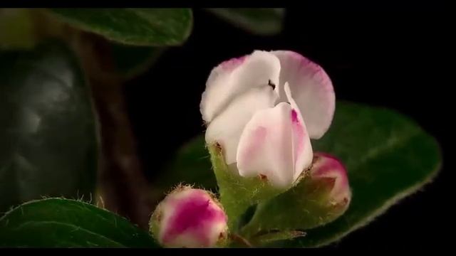 Советы от долгожителя часть 3 Стихи Миша Фреш смотреть онлайн