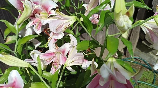 Лилия Брайт Бриллиант-опять пересорт! смотреть онлайн