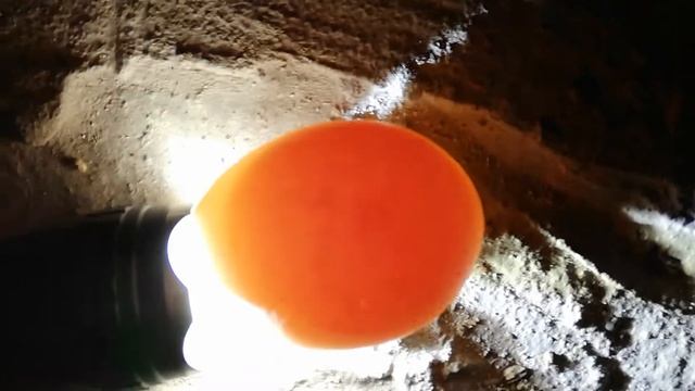 Овоскопируем яйцо на 4 сутки смотреть онлайн