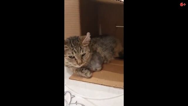 Кота ударило током, а он выжил История Электрика смотреть онлайн