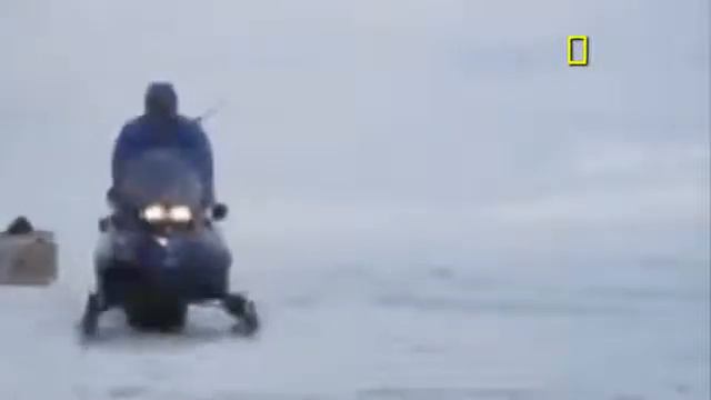 الدببة القطبية والحياة البرية смотреть онлайн