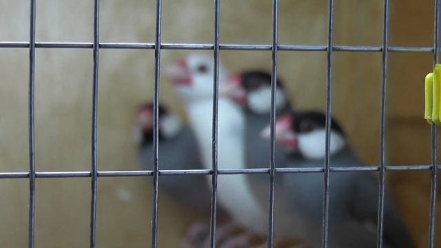 Рисовые амадины смотреть онлайн
