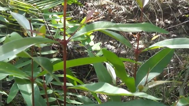 Herbal fruit Jambul. (syzygium cumini ) смотреть онлайн