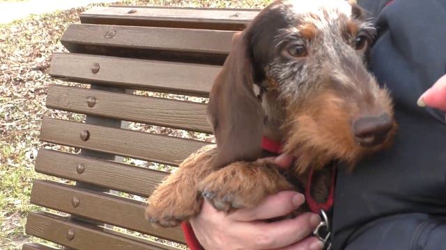 Оззи, 6,5 месяцев смотреть онлайн