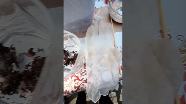 Как правильно запустить культуру червь Гриндаль! Без запаха! Питательный корм для гриндаль! Новинка смотреть онлайн