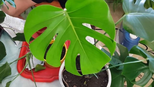 Домашние растения. Размножение Монстеры методом деления куста. смотреть онлайн