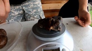 Струя бобров цена