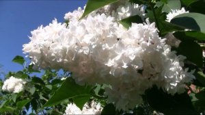 Как понять, что это действительно сирень Красавица Москвы