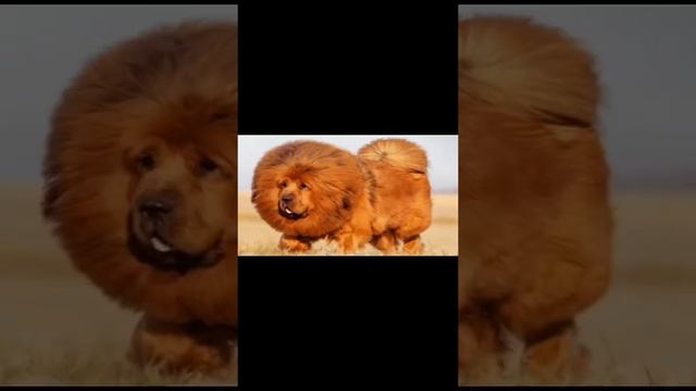 А знаете ли вы что? Часть 1 🤔/Do You Know What? Part 1