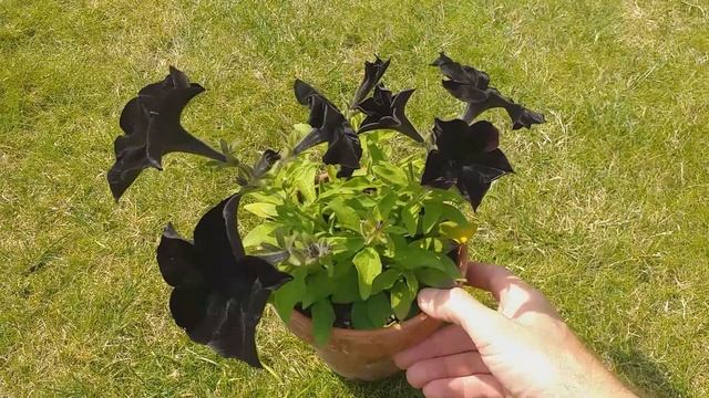Is this The Best Black Flower? Petunia Black Velvet How to Grow, Prolong Flowering & Propagation смотреть онлайн