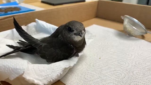 Кормление стрижа муравьиными яйцами смотреть онлайн