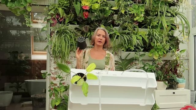 Зелёная стена в вашем доме / Как ухаживать / Что учесть / Как озеленять стены в доме смотреть онлайн