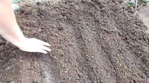 Сеем репу и маргеланскую редьку. Смотрим всходы.