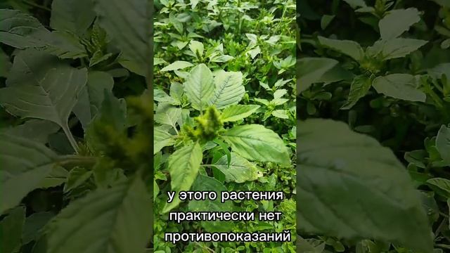Амарант супер польза #растения#наука#здоровье