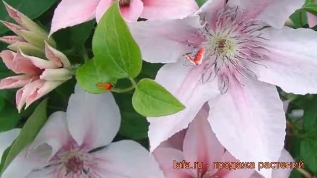 Клематис крупноцветковый Ян Павел II ? обзор: как сажать, саженцы клематиса Ян Павел II смотреть онлайн