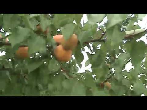 абрикос Энтузиаст