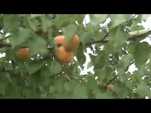 абрикос Энтузиаст