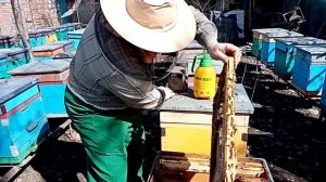 Пробиокс для пчел 6 марта 2021 г.