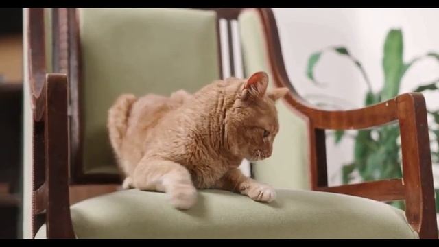 звуки Умиротворяющее Мурлыканье кота смотреть онлайн