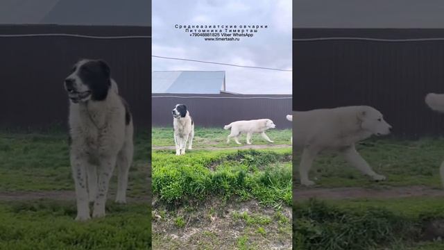 Среднеазиатские овчарки питомника Есть свободные щенки +79048881825 viber whatsapp www.timertash.ru смотреть онлайн