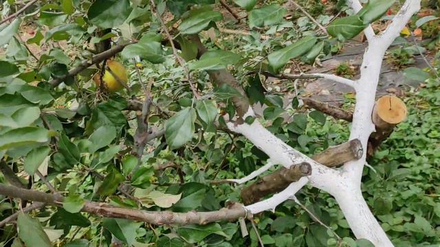 Сигналки: Джонаголд Дакоста,Смеральда. смотреть онлайн