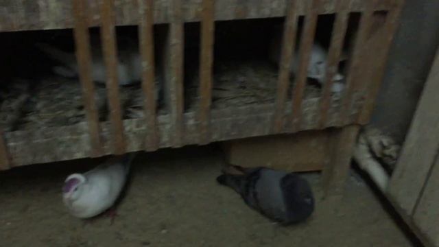 #Pigeons.Долгожданные яйца от чёрной голубки.