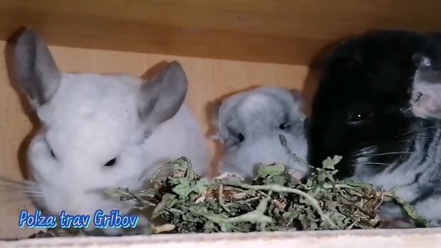 ? ? Dandelion is useful for humans and chinchillas love it ? лекарственный одуваньчик смотреть онлайн