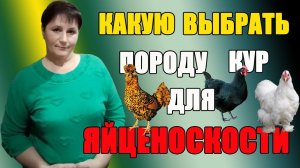 Как выбрать породу кур для яйценоскости.